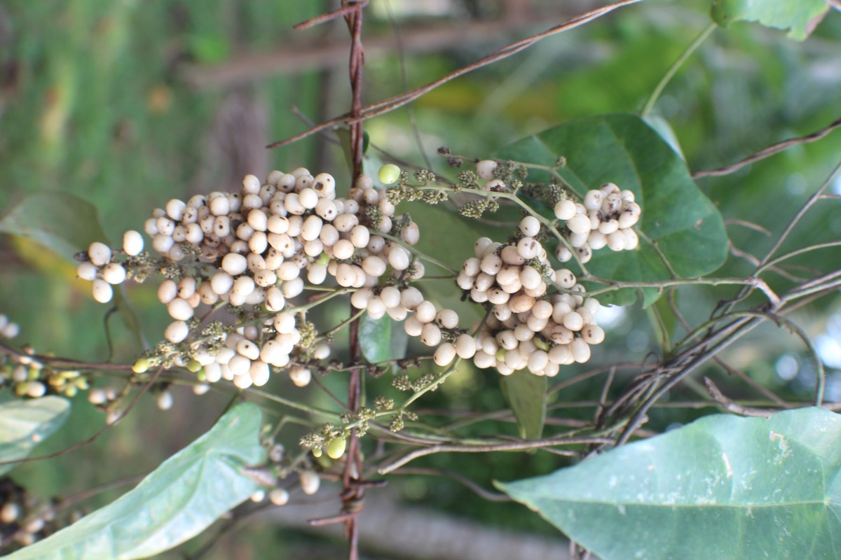 Cyclea peltata (Lam.) Hook.f. & Thomson